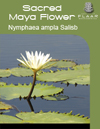 Sacred Maya Flower Nymphaea ampla Salisb