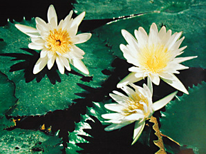sample from an Encad wide format inkjet color printer of water lilies in Guatemala.